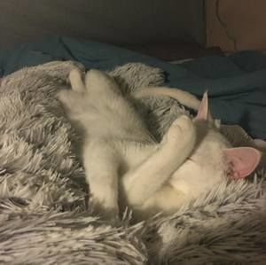 Meet your Posher, Yeanju